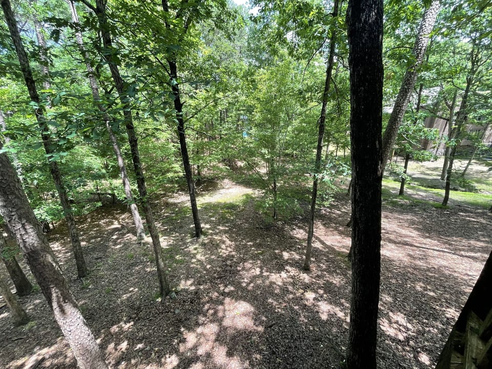 Grove, Land, Nature, Outdoors, Tree