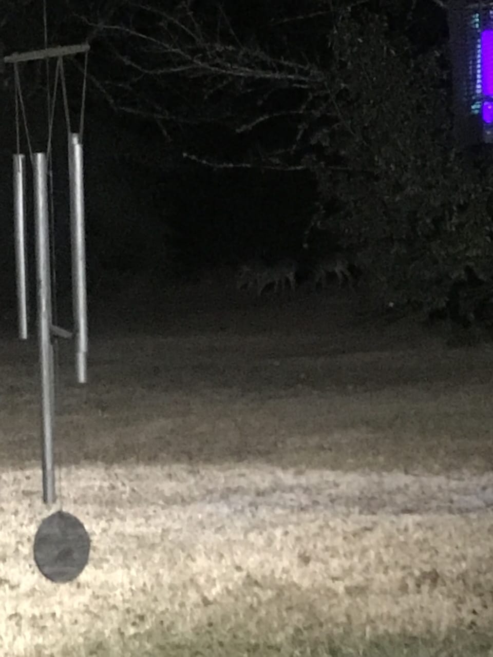 Deer