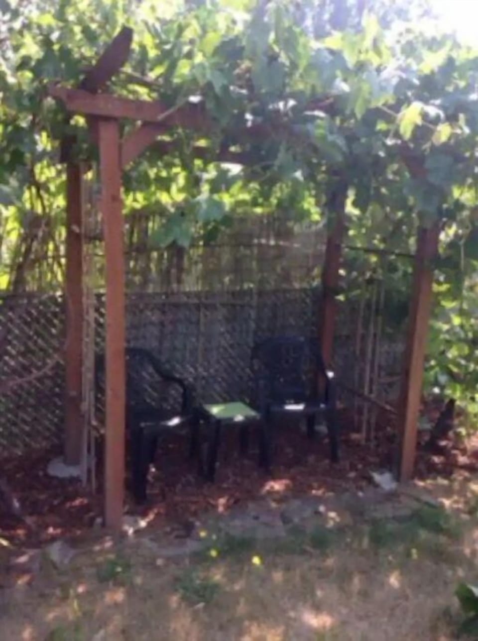 Back yard grape arbor