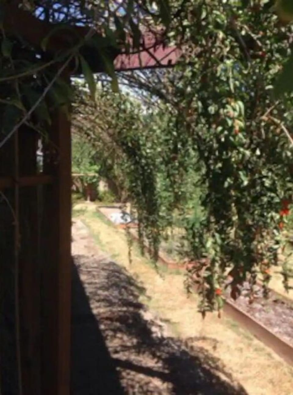 Goji berries. Yummy when fully ripe in the summer!