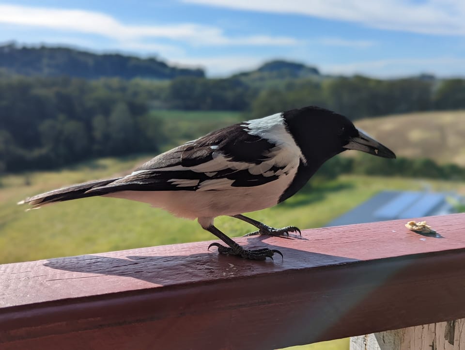 Local visitor who will sing for his breakfast