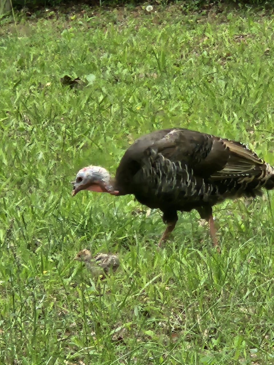 momma turkey and her babies