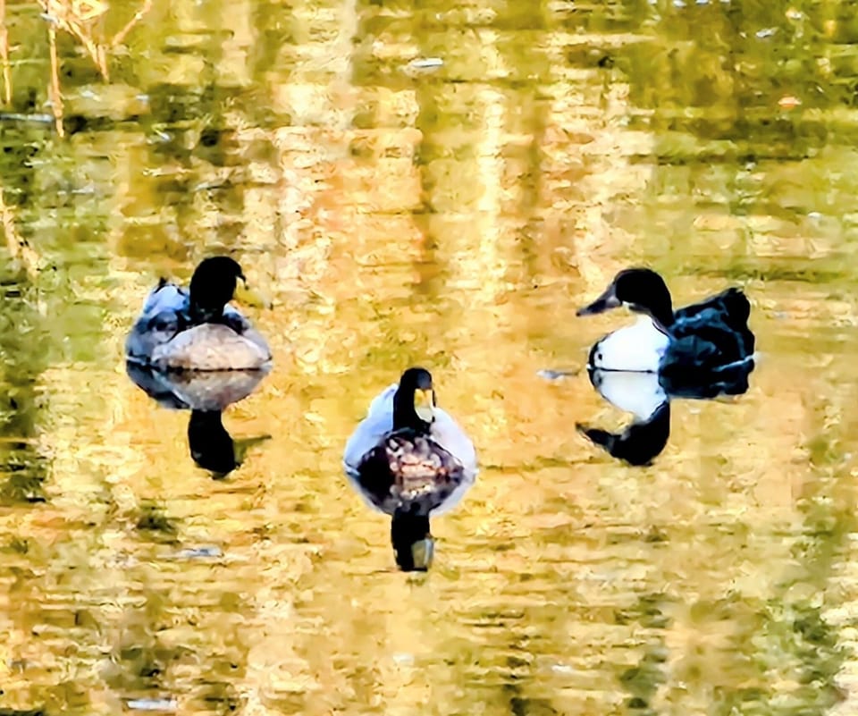 Ducks out for a swim