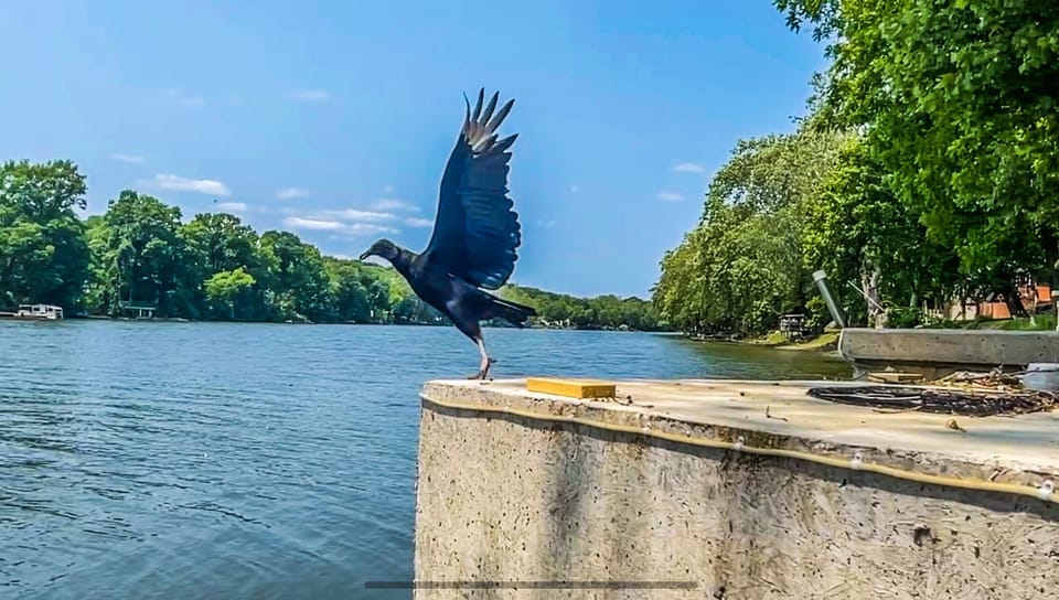 Landing Wildlife Bird
