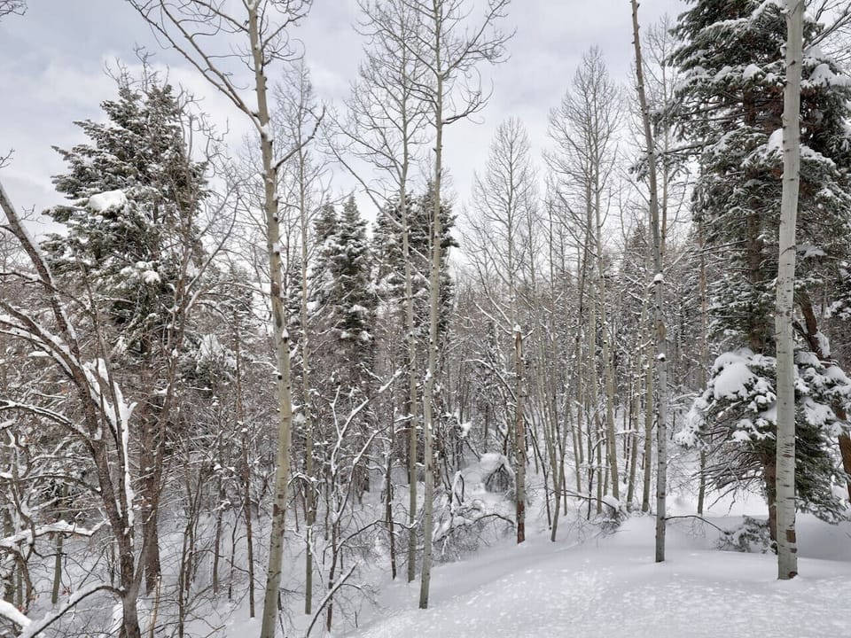View from back deck into forest