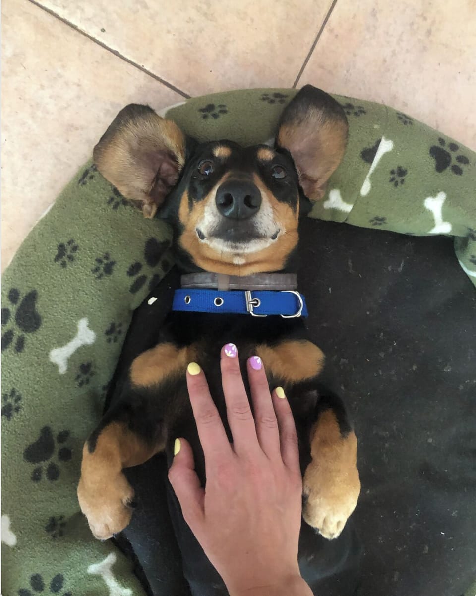 Pet-friendly