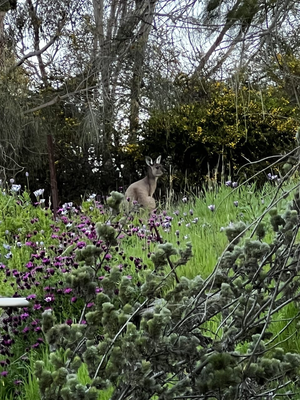 Wildlife