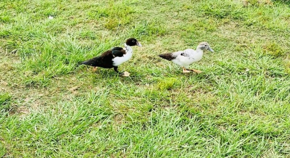 You will see ducks 🦆!