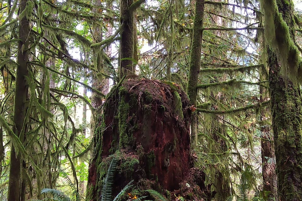 Old growth stump and moss.