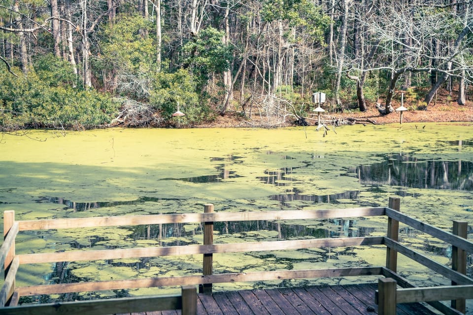 Pond at Nags Head Woods Preserve