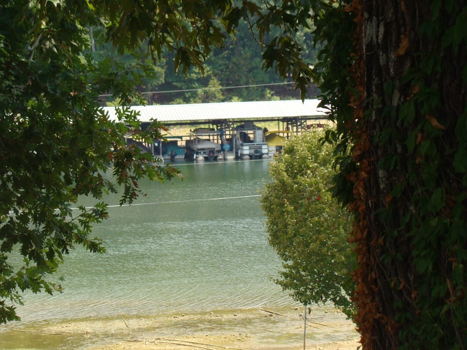 Nature, Outdoors, Scenery, Garden, Tree