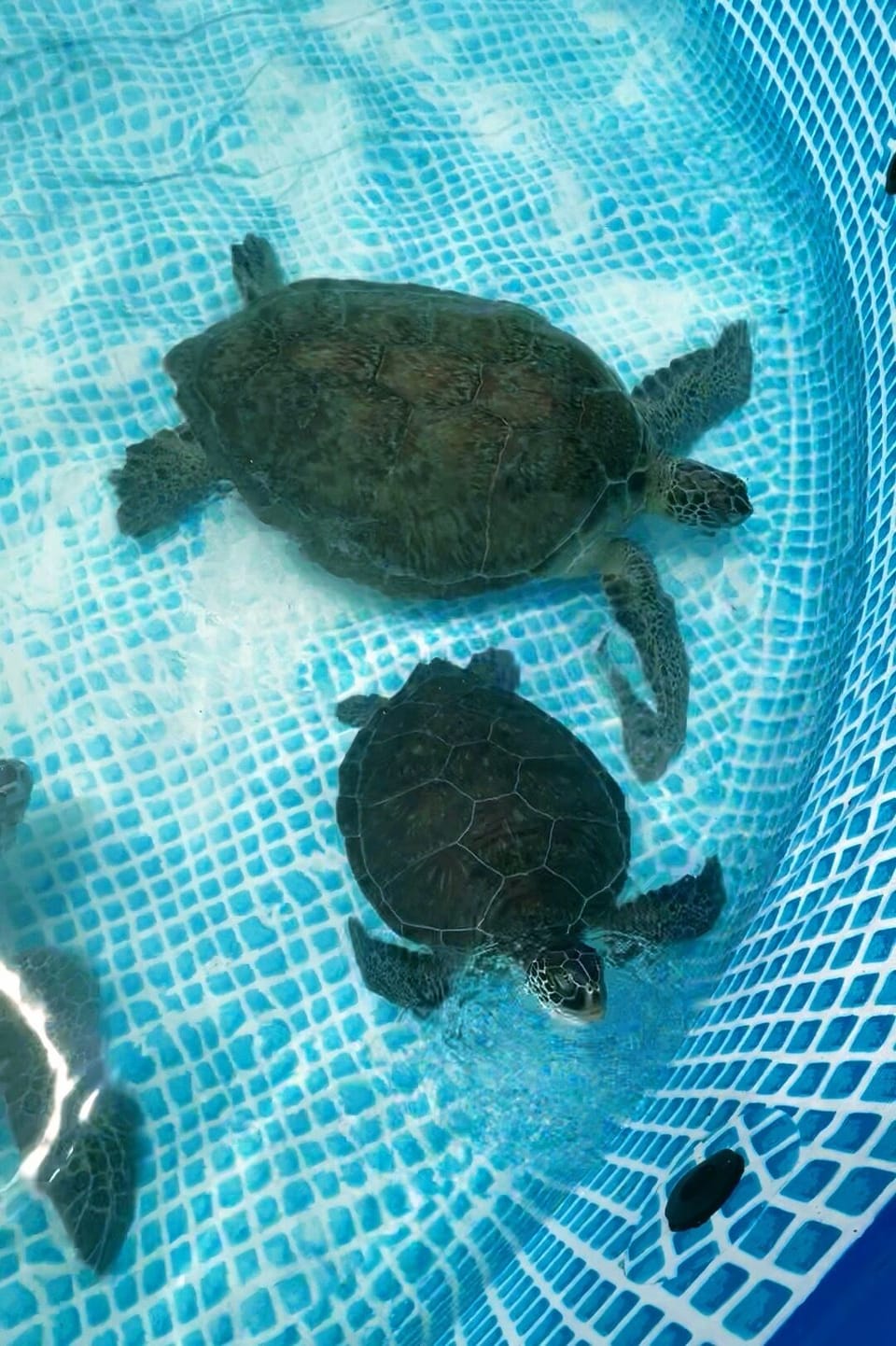 Sea turtle education day with the Anguilla Natural Resources 