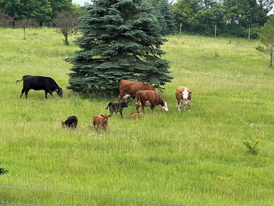 Cows in the back yard