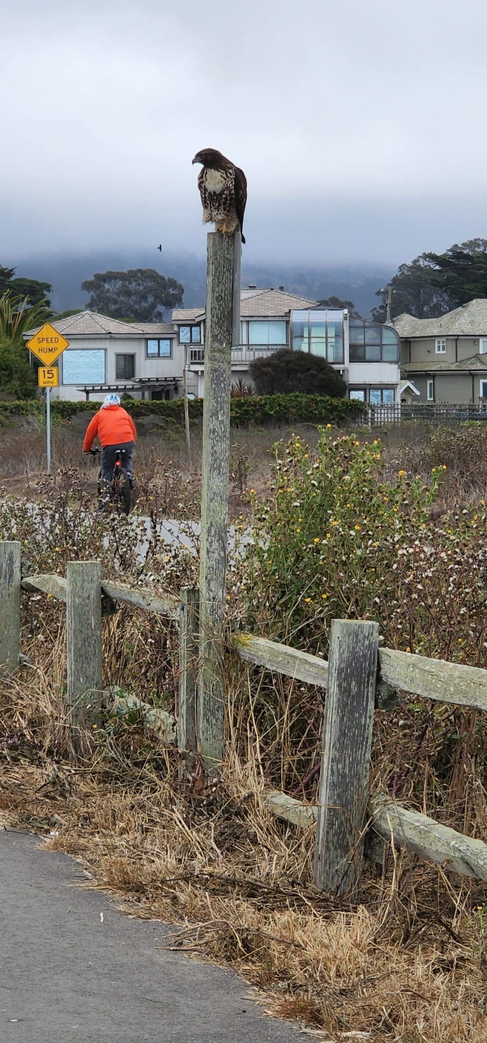 Red tailed on a pole