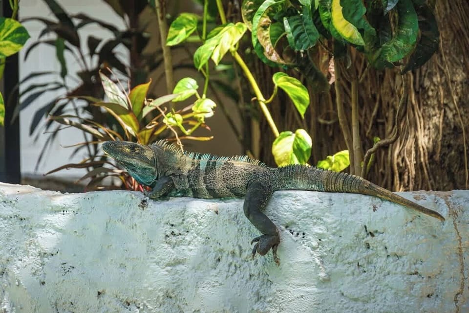 Black Spiny-Tailed Iguana