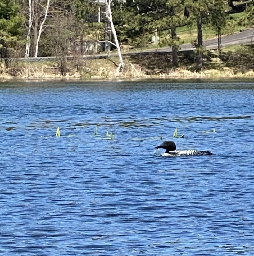 Loons! They love to call each other at about 9 pm