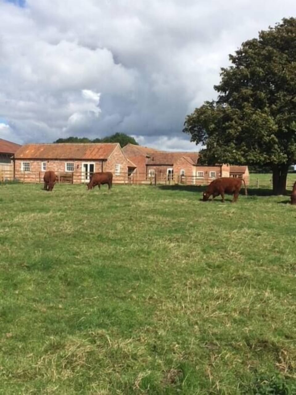 The cows and calves quietly grazing outside your door