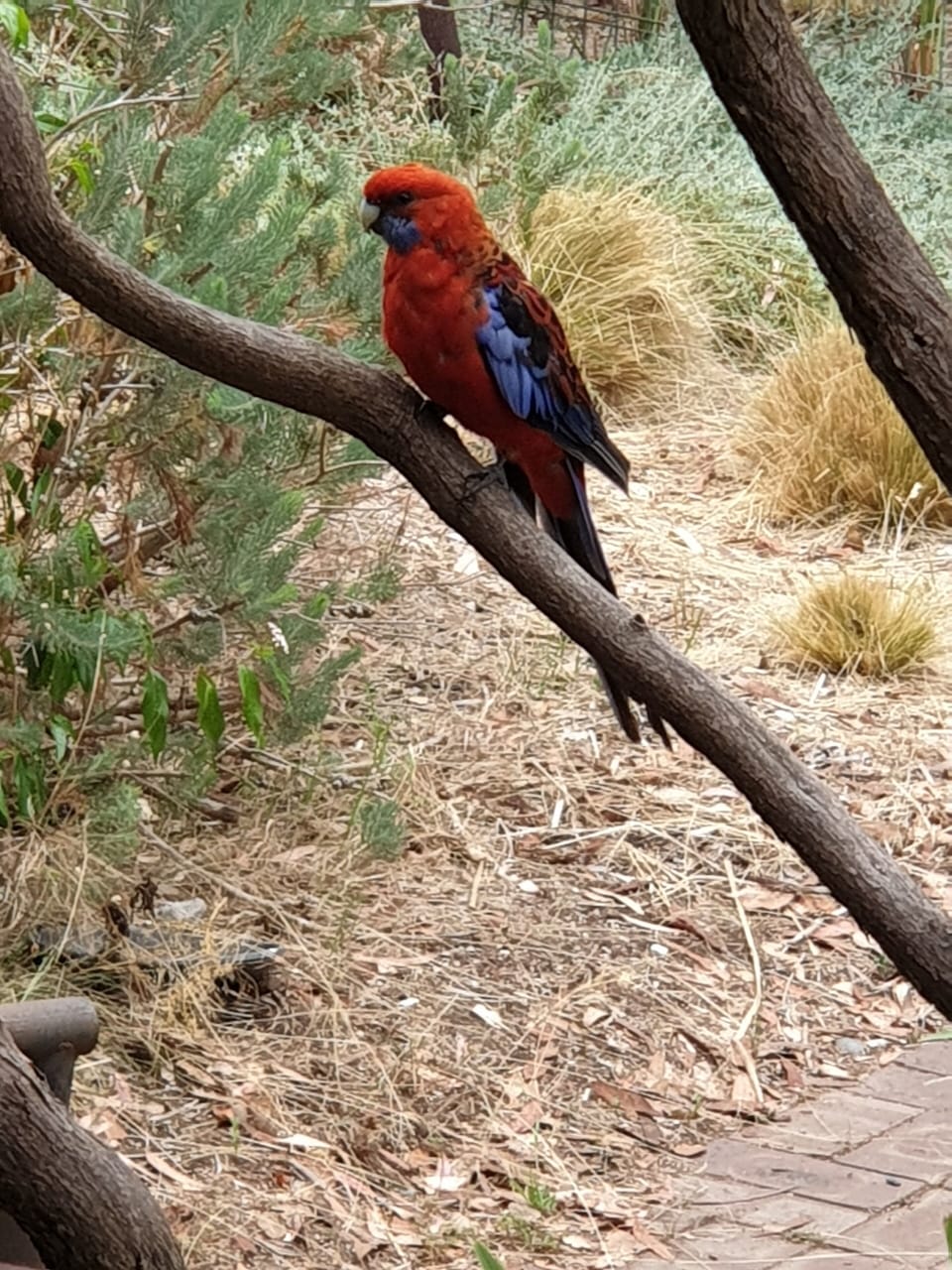 this typically on the trees or waters
