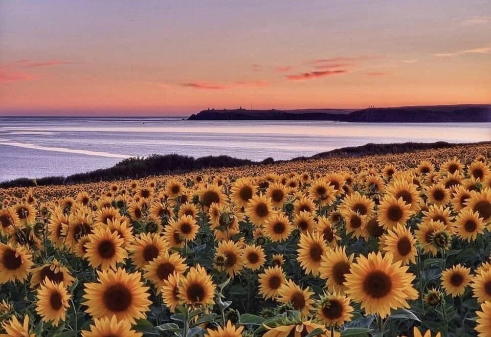 Our sunflowers at their best over West Angle Bay