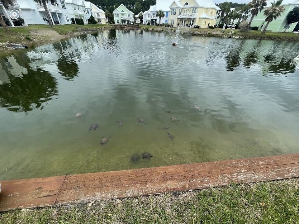 We love watching the turtles in the pond