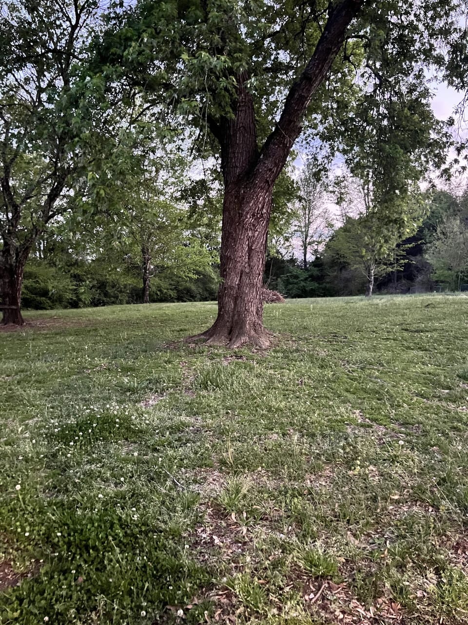 Tree in Back yard :)