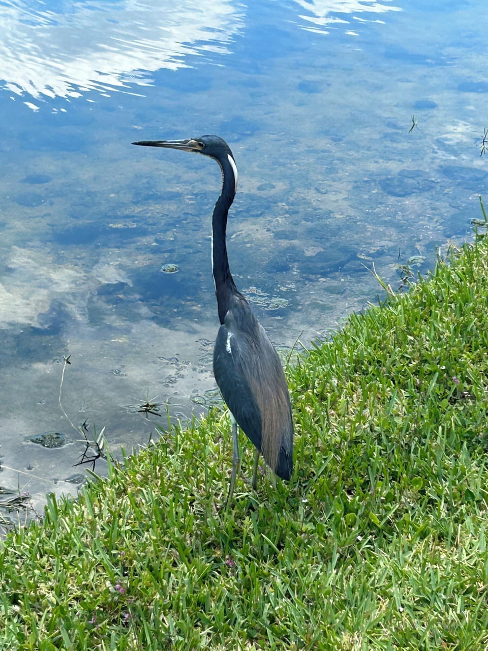 A pic from the lanai!  