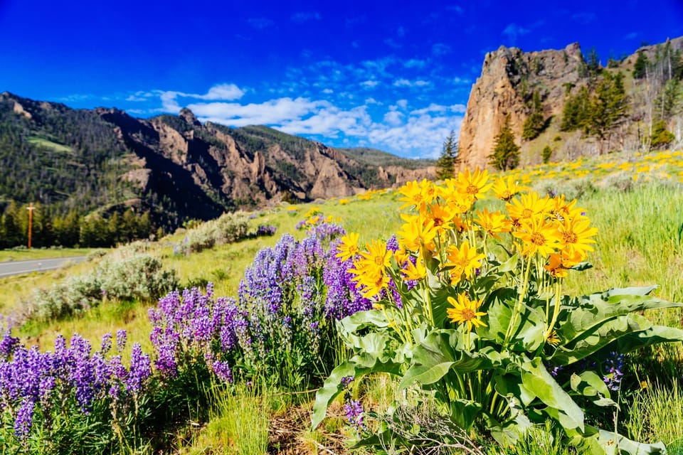 Yellowstone Flowers