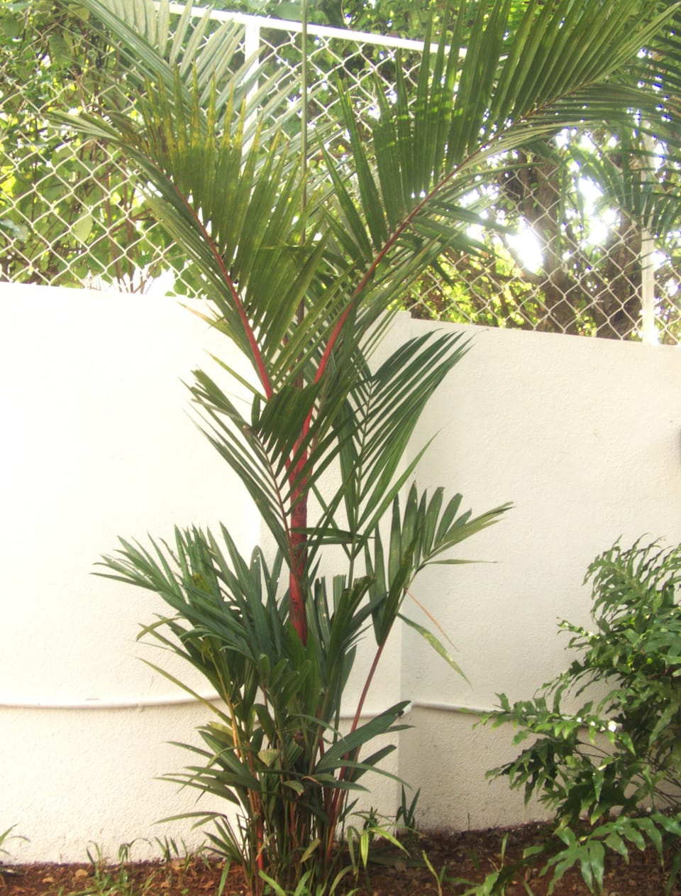 Red Palm and many exotic plants and trees in our garden