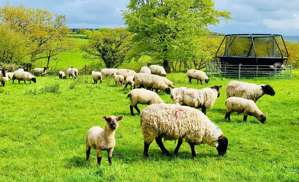 Friendly sheep 
