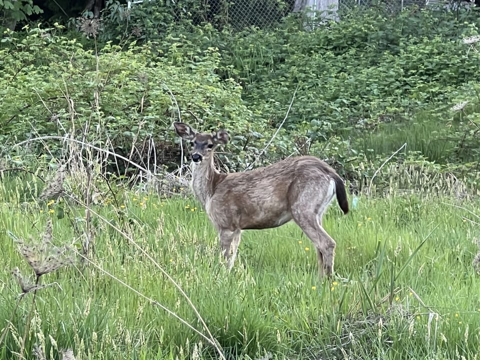 Deer are frequent visitors along with occasional bear and cubs 