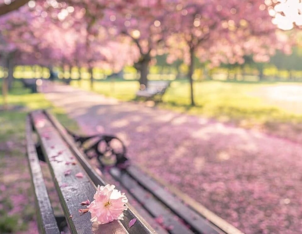 Spring Blooms on nearby Brook Green