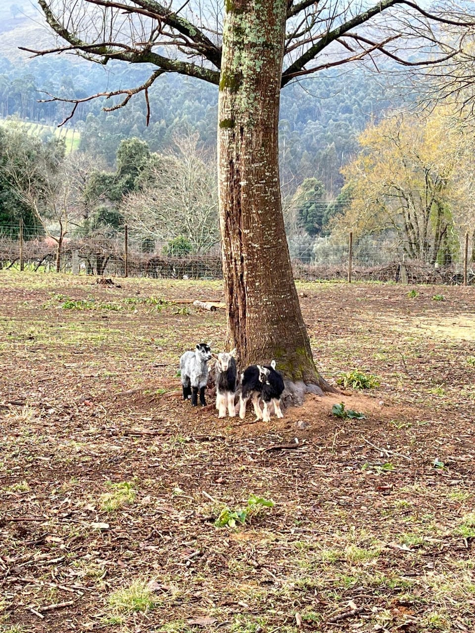 safari private parque, MOURINHO POOL BEACH HOUSE