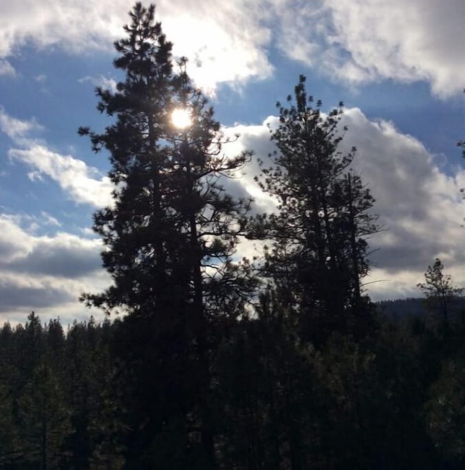 Treed view!!