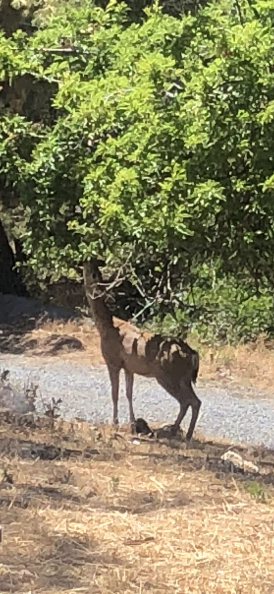 He loves the apples in the driveway