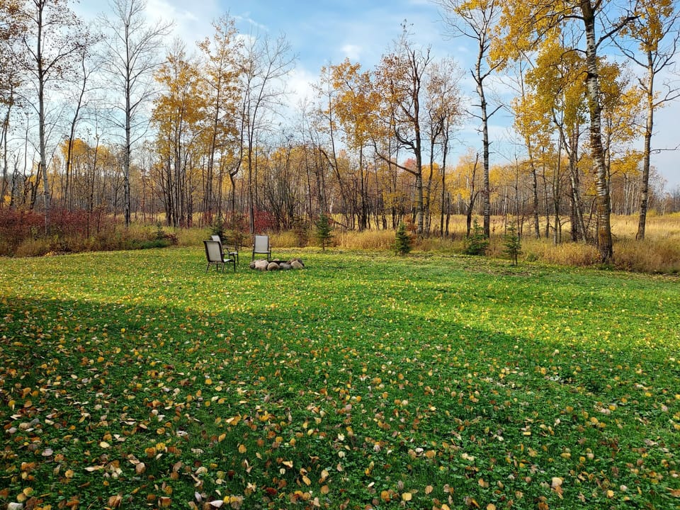 back yard
