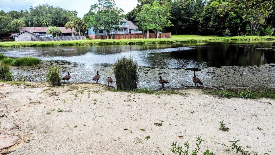 On the other side of the fence we made a small beach for our feathered neighbors