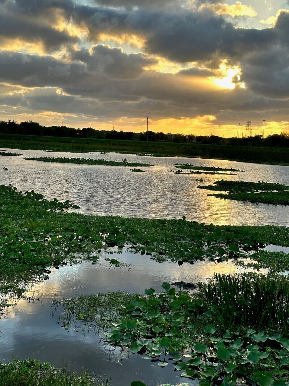 Celery fields. Perfect for nature walks and bird watching.