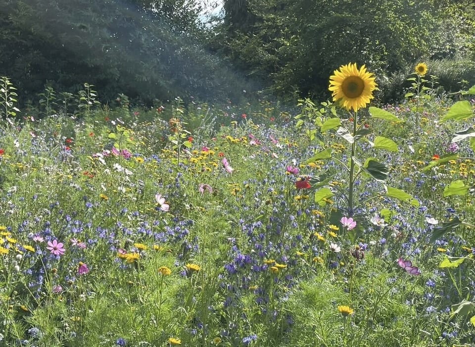 In the summer months, the wildflower garden is in full bloom for you to enjoy!