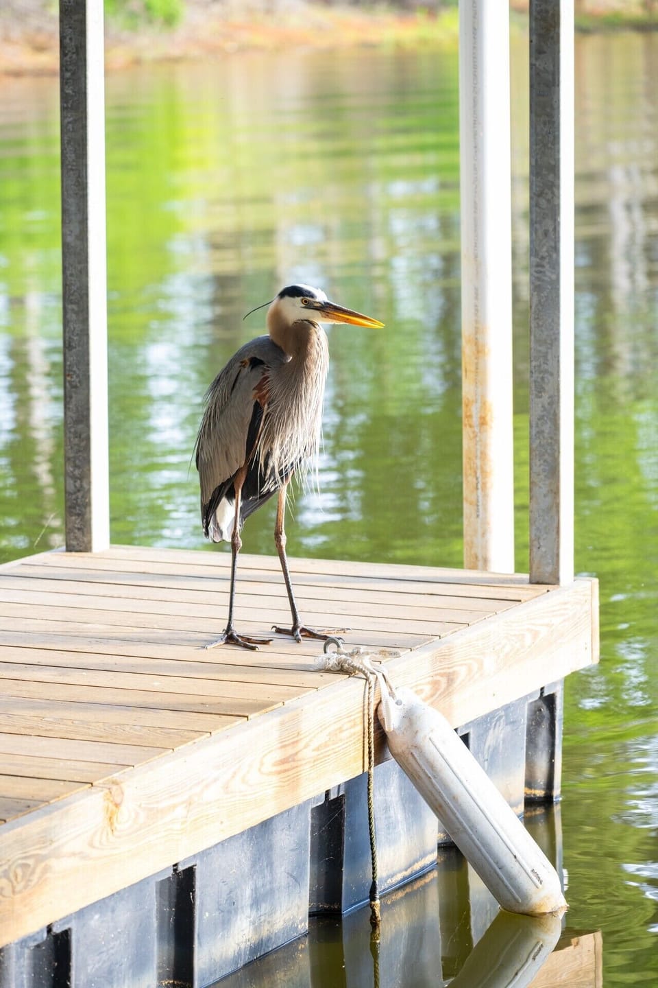 Resident blue heron