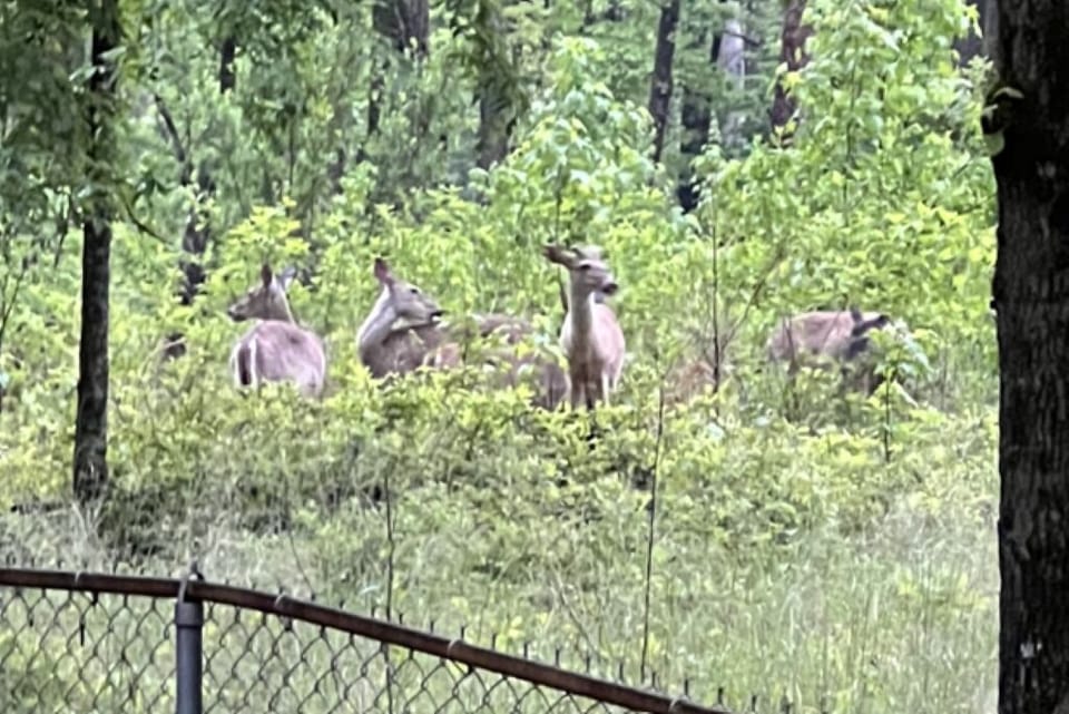 Deer often visit just outside the backyard fence