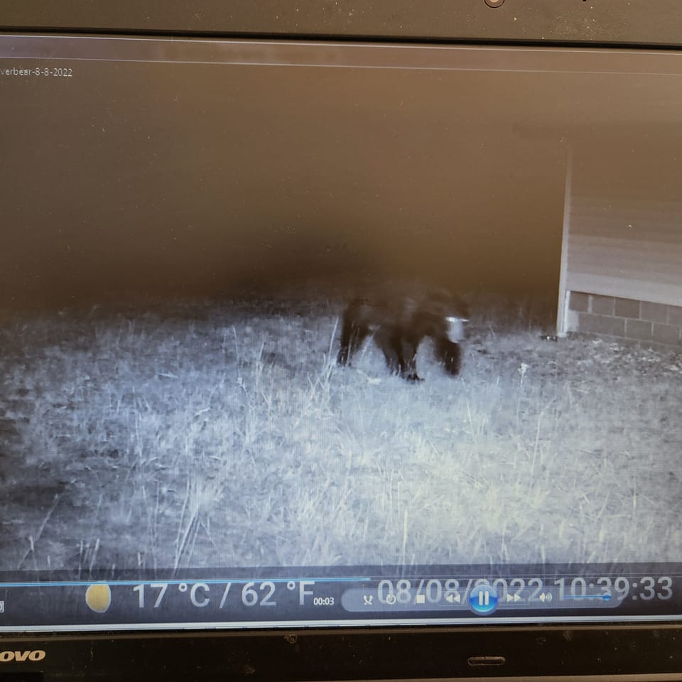 Wildlife sometimes wanders through the yard in the night!