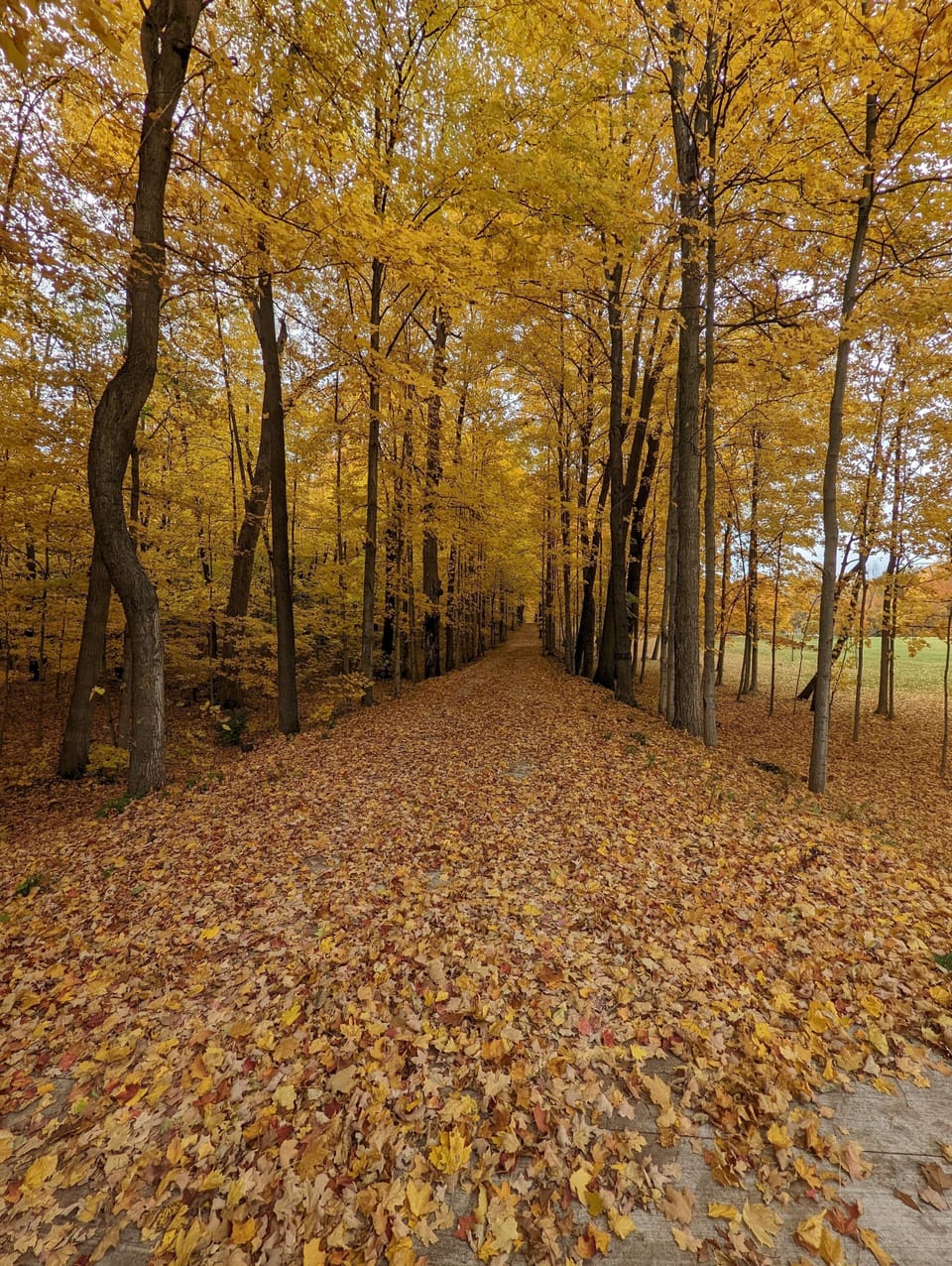 The Fall leaves are absolutely stunning.  This is the driveway into the property
