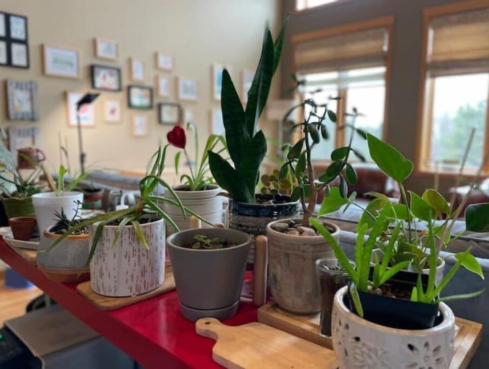 Plants in the living room