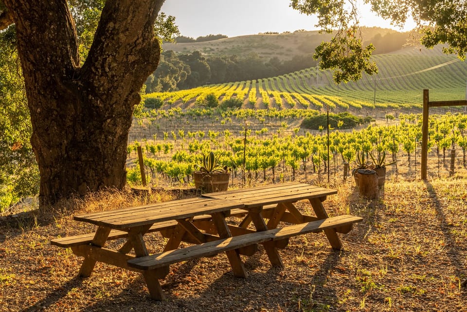 Picnic-table seating looks out over the vineyard at sunset