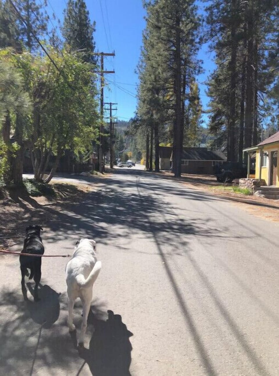 Pet-friendly