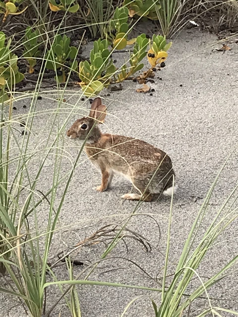 beach bunny
