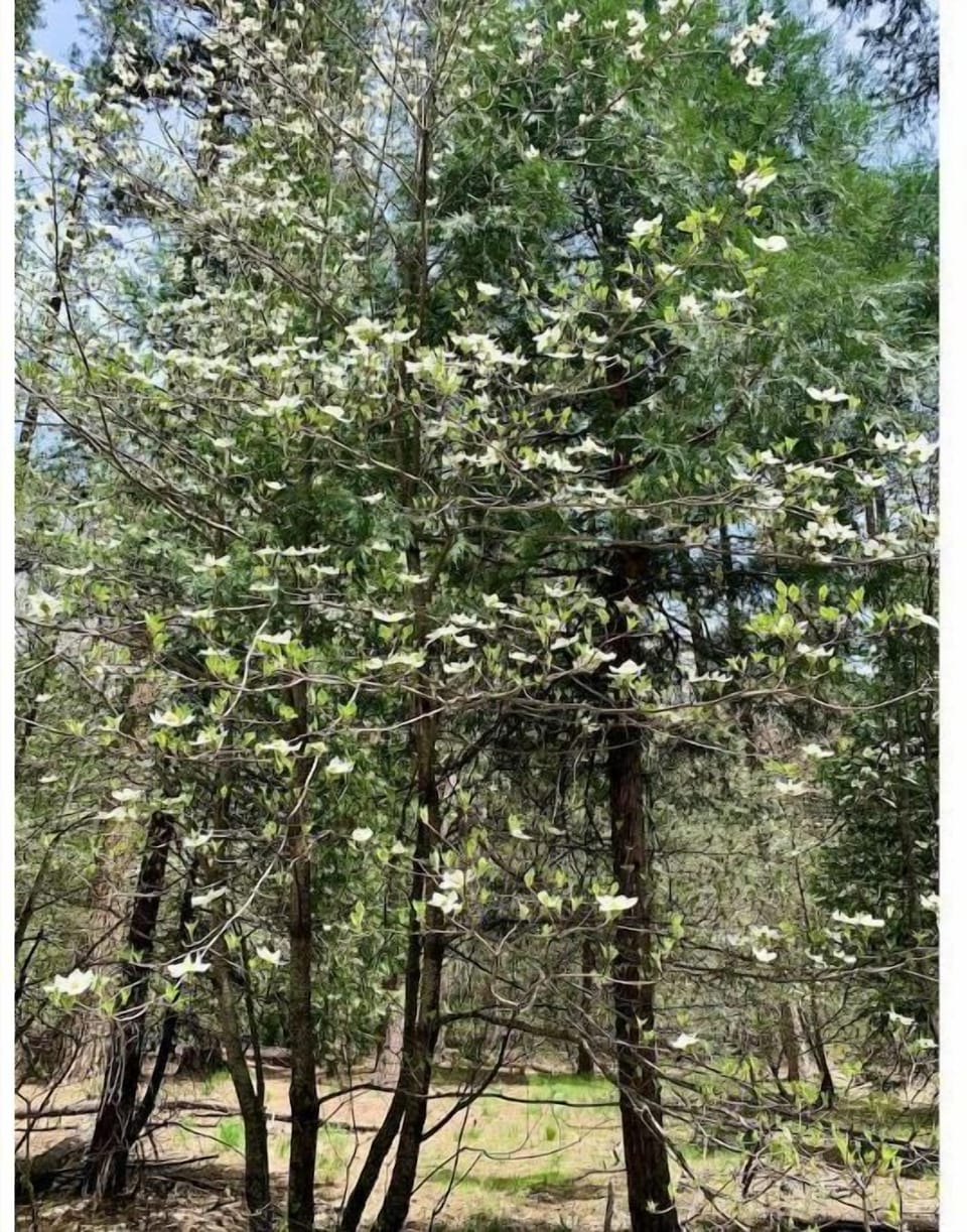 Dogwood forests in spring time