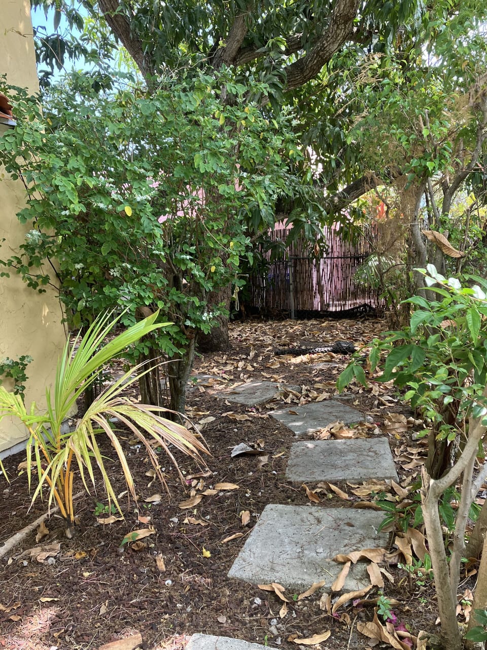 Backyard.