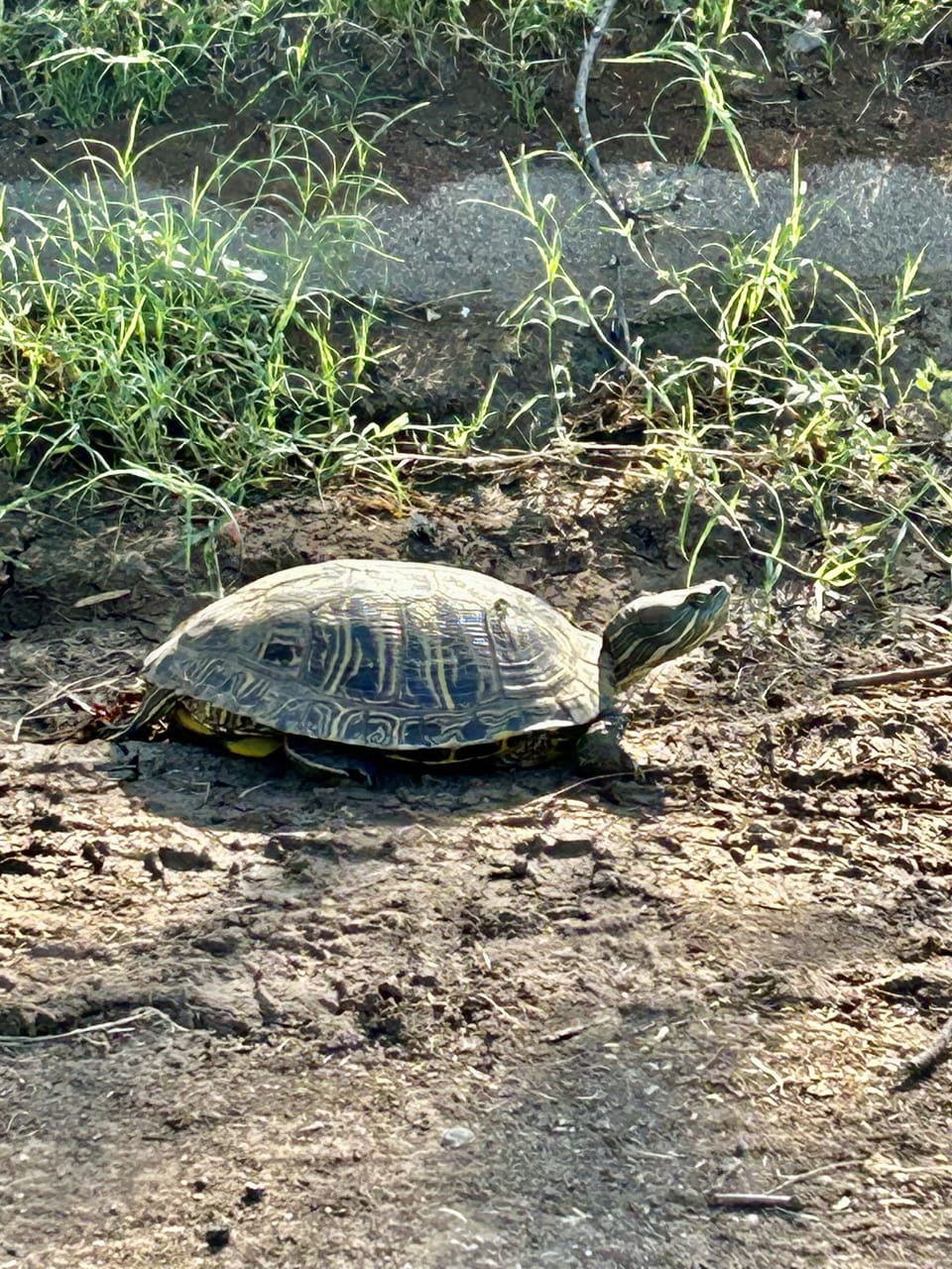 Friendly ol’ neighbor strolling by in front of Azule Cottage. 