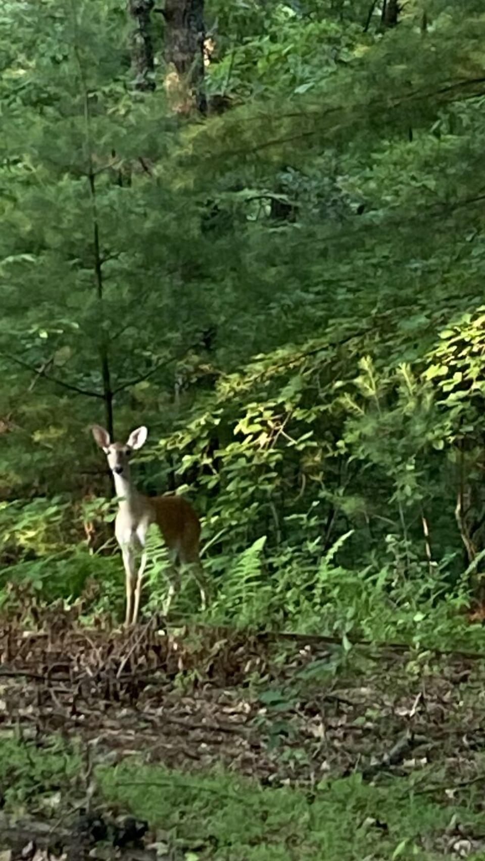 Plenty of wildlife to see 